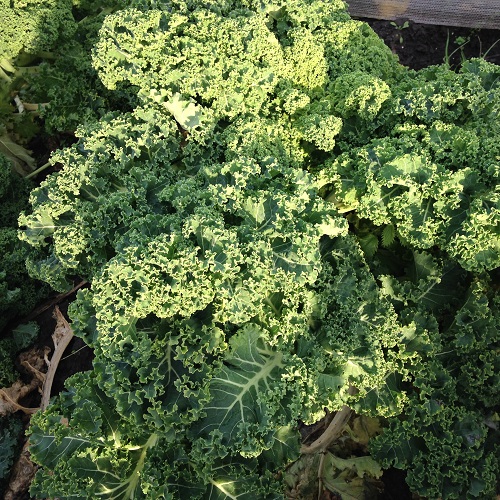 Kale Seeds Winterbor